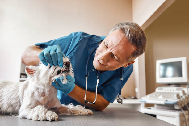  Jamestown, NY Emergency Dentist Pros